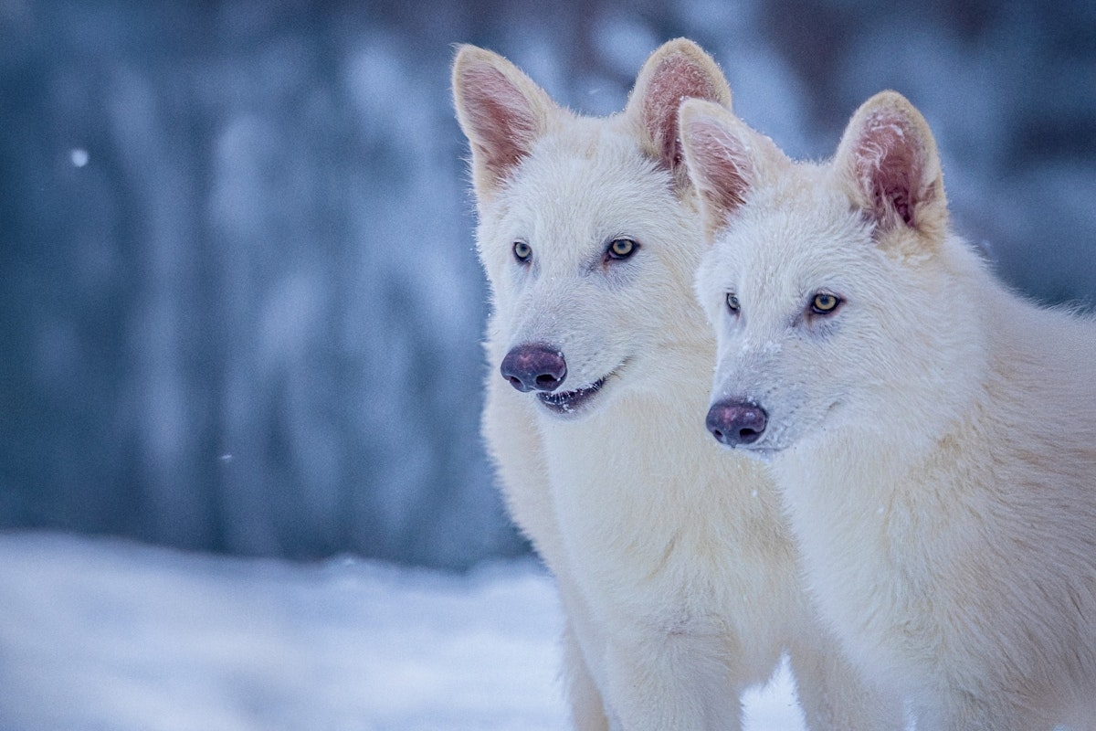 Why Billionaire Trumpers Love This Dire Wolf Rubbish