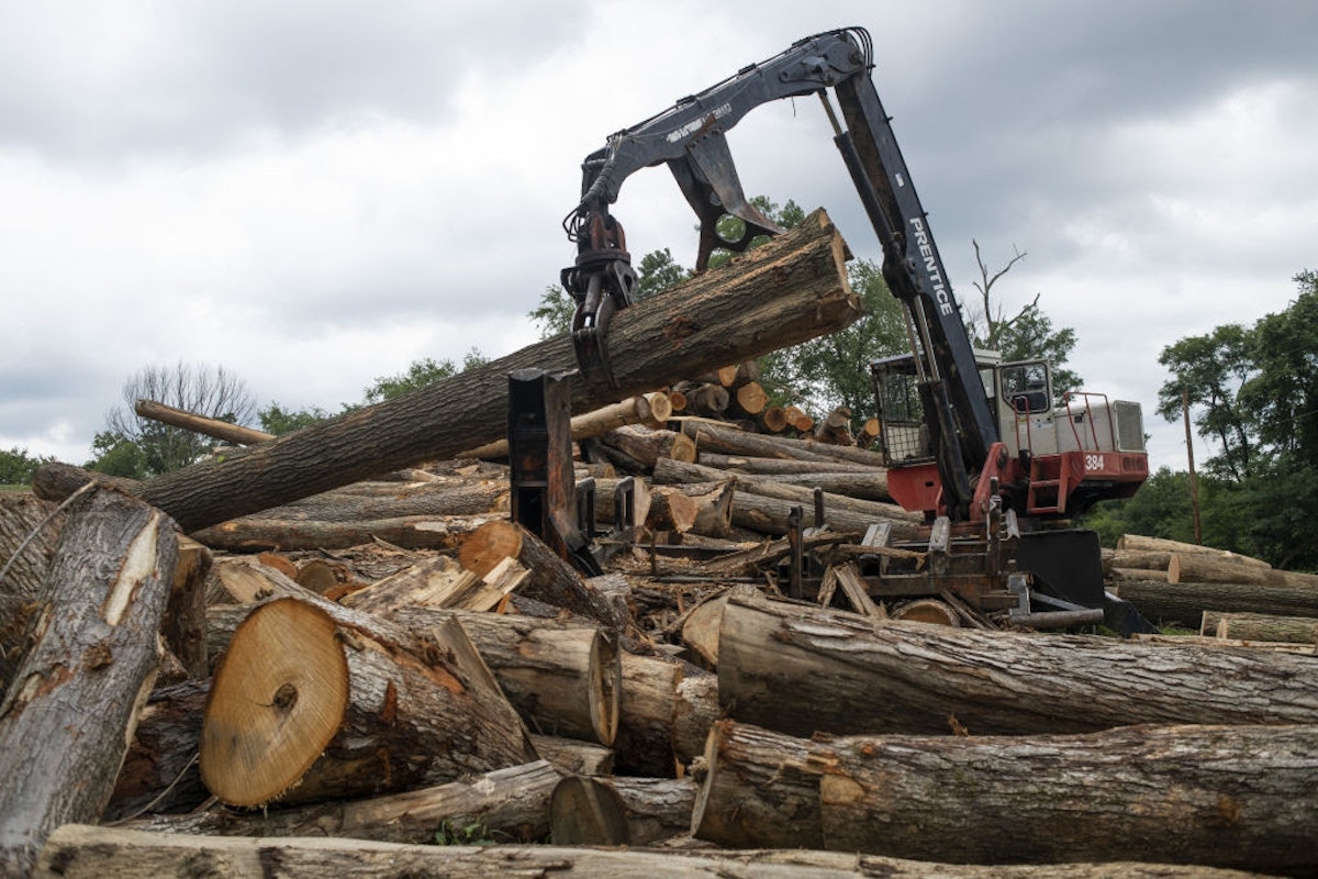Trump Wants to Revive the Timber Industry—but Shot Himself in the Foot