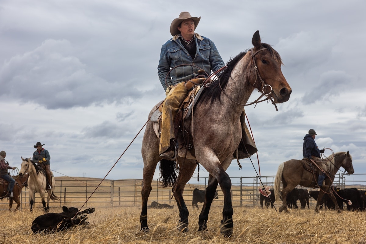 Tough Work, Tight Margins: How Cattle Branding Is Evolving in Nebraska