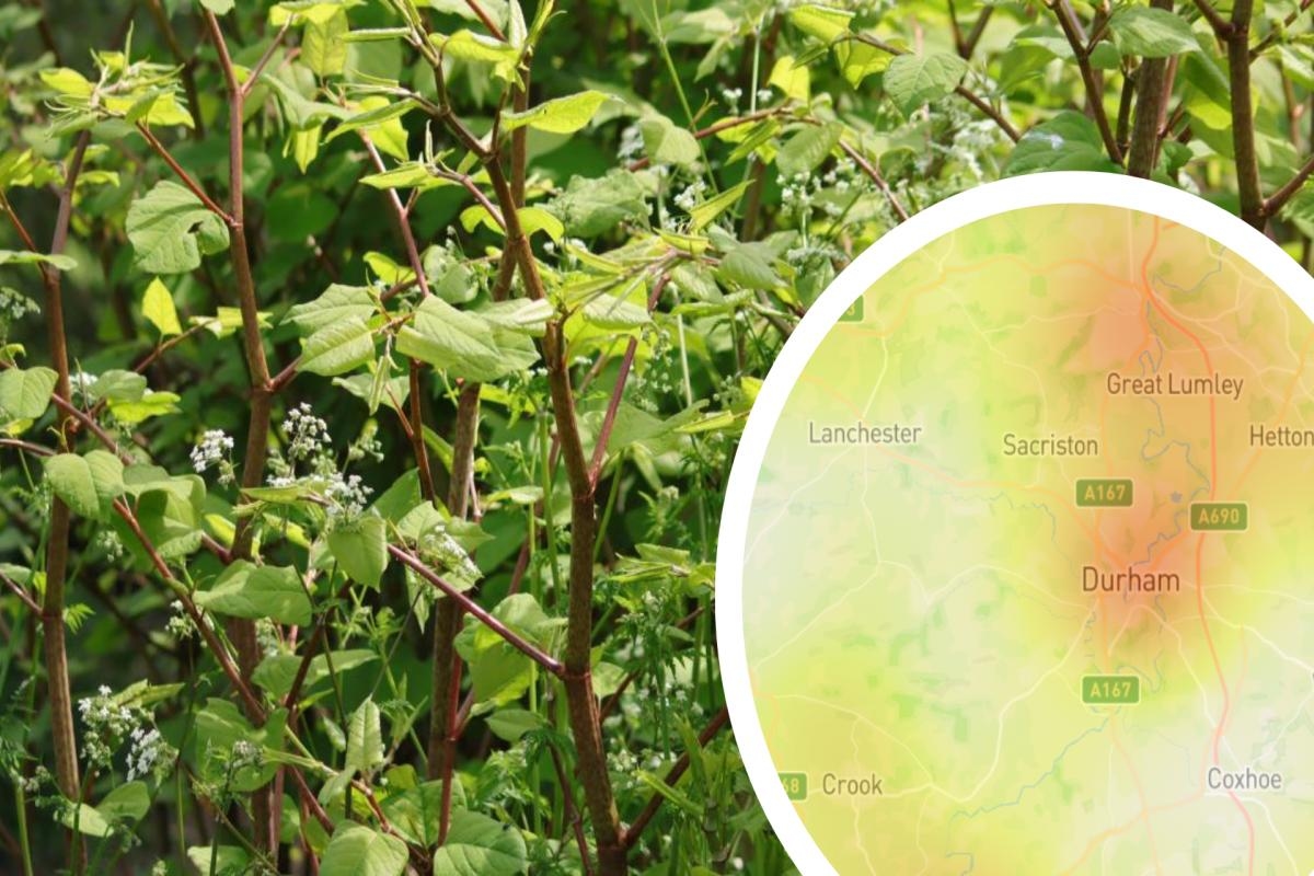 Map reveals County Durham hotspots for one of UK's most invasive plants