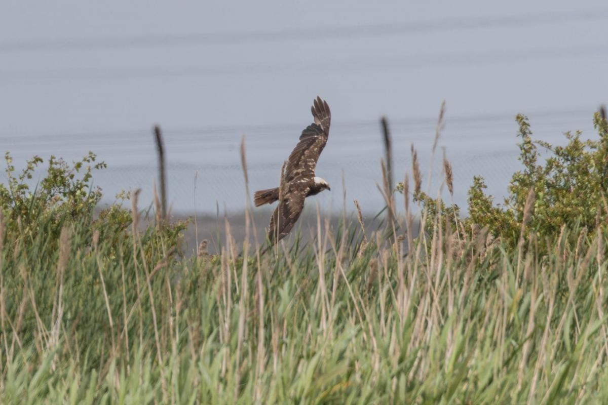 Birdwatchers spot rare bird of prey over the skies of the North East