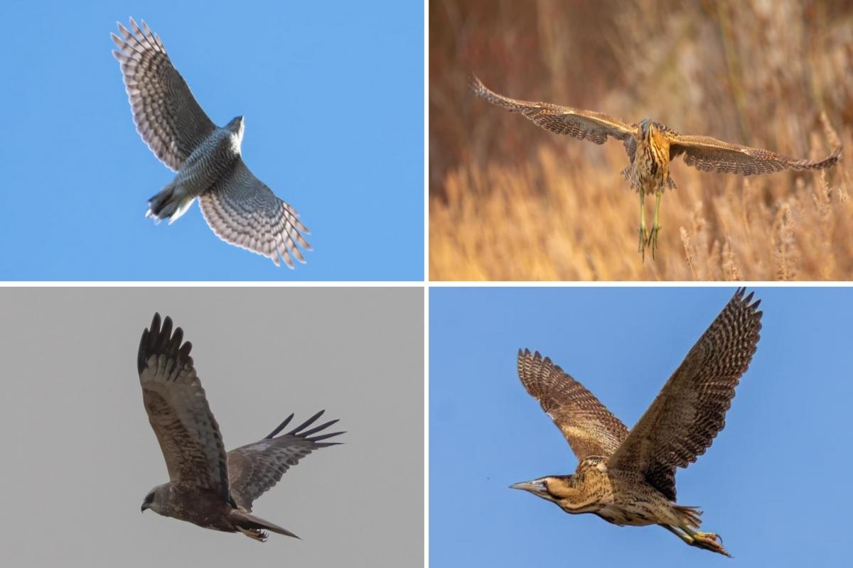 The rare birds and birds of prey spotted over the skies of the North East