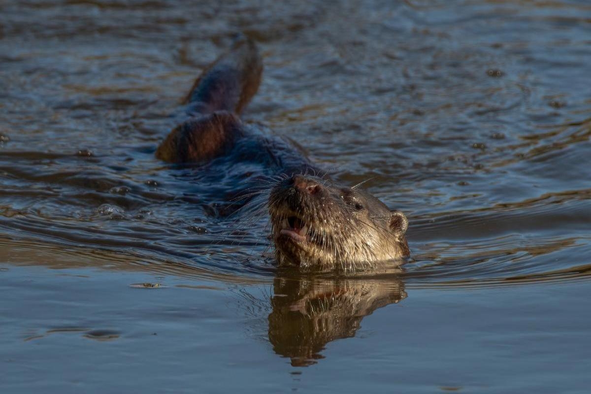 Otters return to North East stream as water quality improves