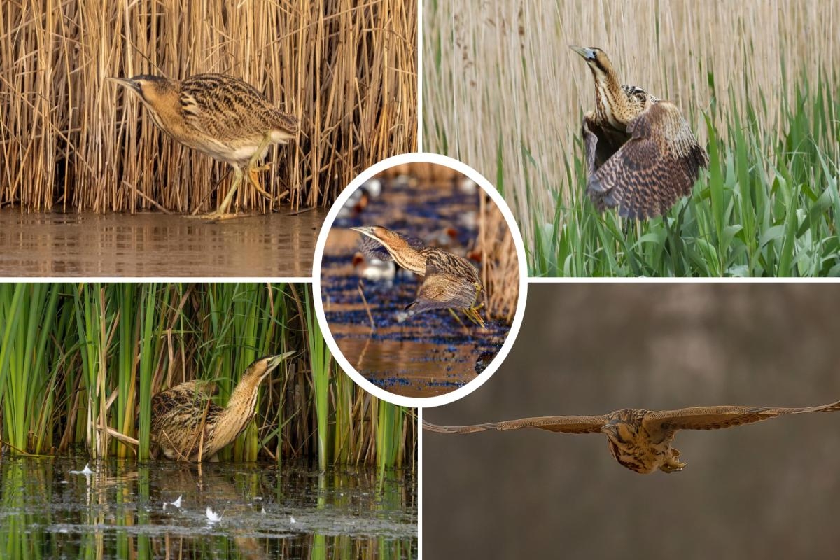 All of the sightings of 'rare' bird across North East skies over the years