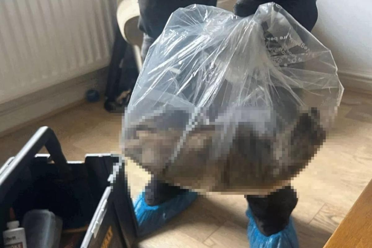 'Record-breaking' 22-inch rat size of a small cat found nesting at Teesside home