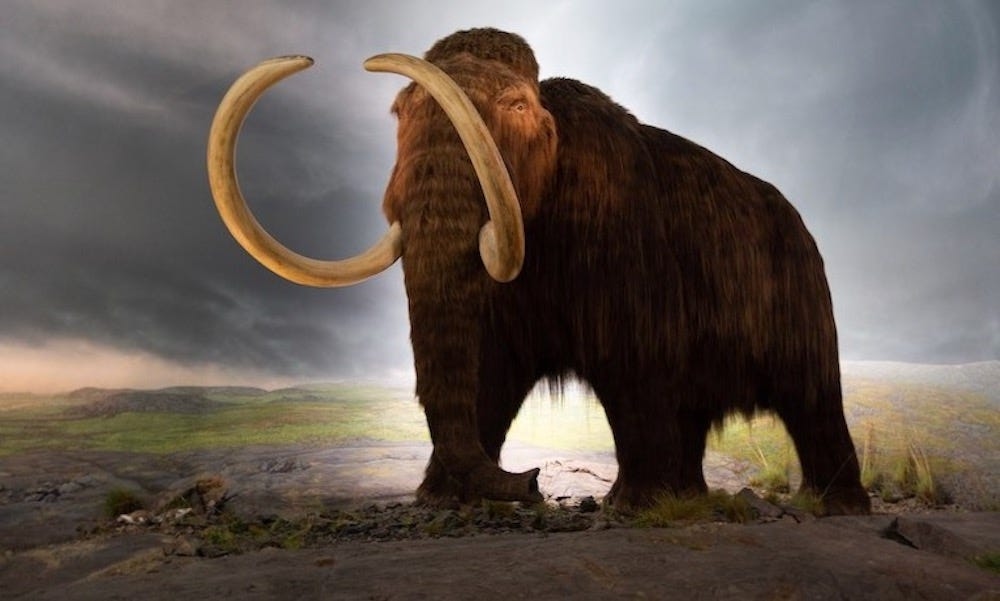 Dire wolves are back: Colossal says woolly mammoth, dodo and Tasmanian tiger are next