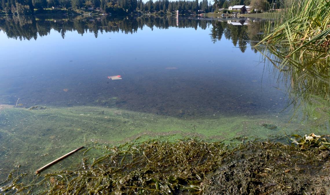 Pattison Lake in Thurston County comes under toxic algae advisory. Here are details