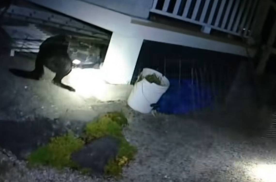 Police dog drags suspect from under a deck early Saturday, Thurston Sheriff Sanders says