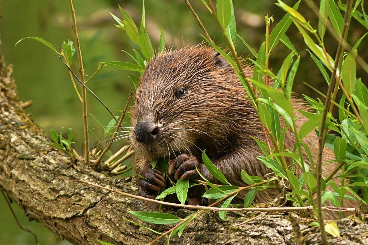 Dam good news! Go-ahead to release beavers into UK's rivers welcomed in Cornwall