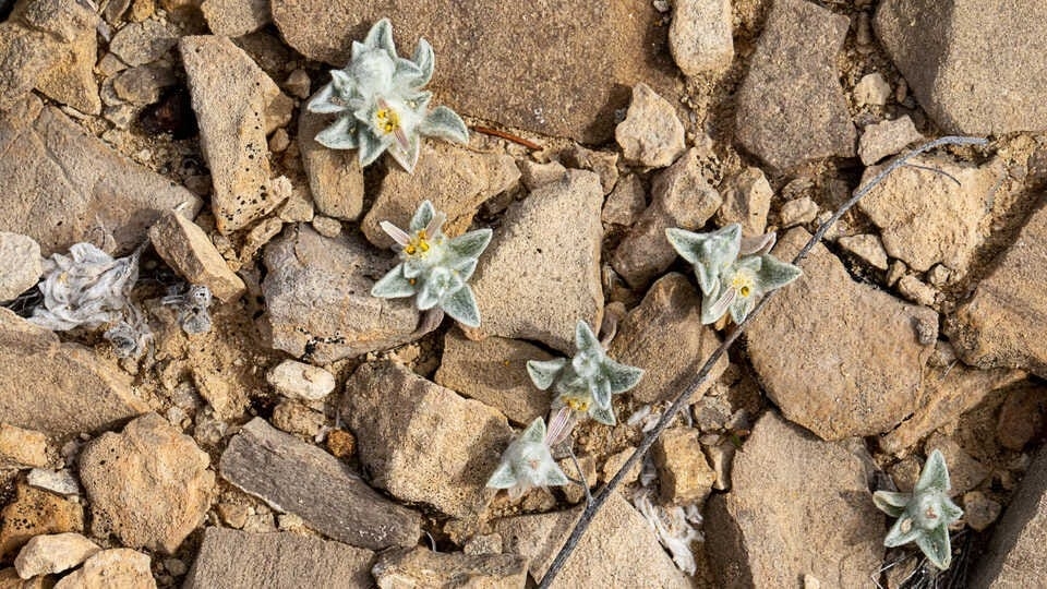 A New Species of Sunflower Was Just Discovered in Texas