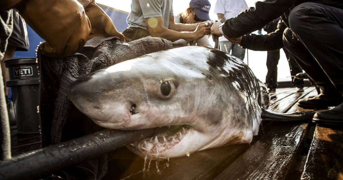 Great white shark spotted off the Myrtle Beach coast. What else is in SC waters this February?