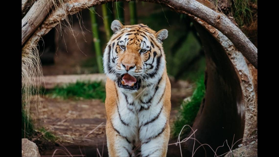 Beloved and rare, endangered tiger dies at Riverbanks Zoo in Columbia, SC, keepers say