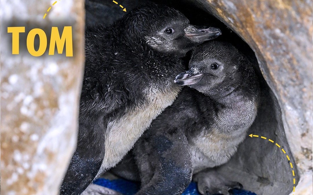 Strip baby penguins of English names, demand Indian nationalists