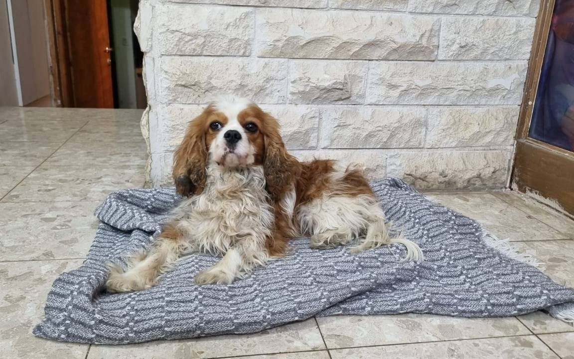 Spaniel stolen by Hamas rescued by Israeli military