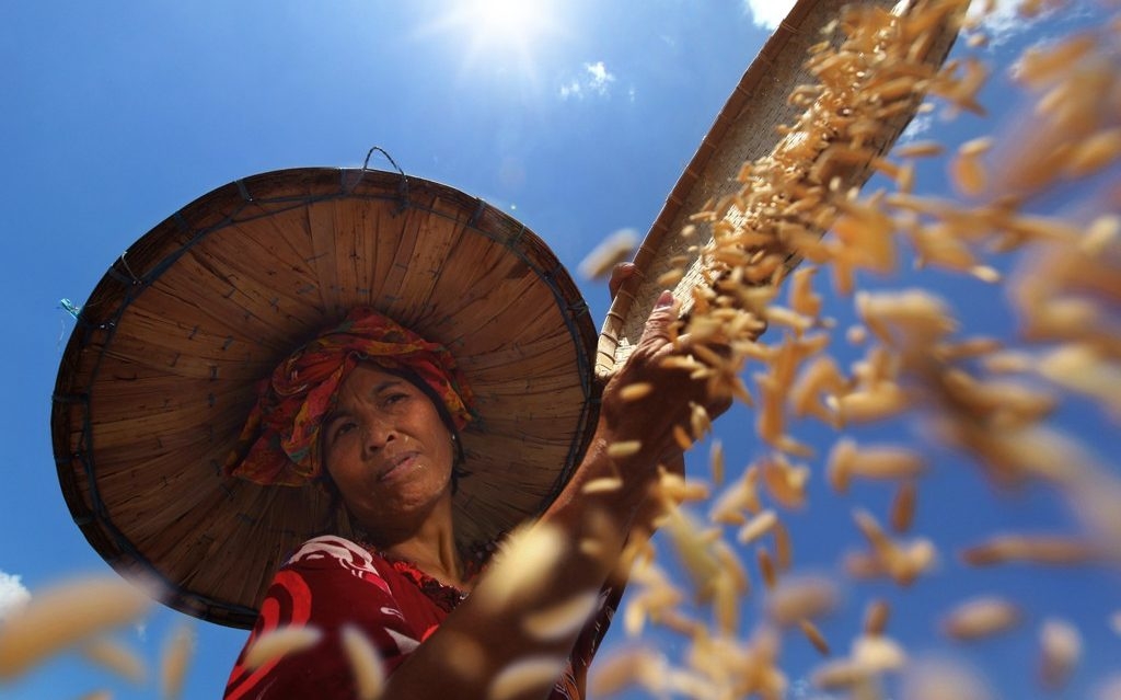 A global rice crisis looms – can technology level the (paddy) field?