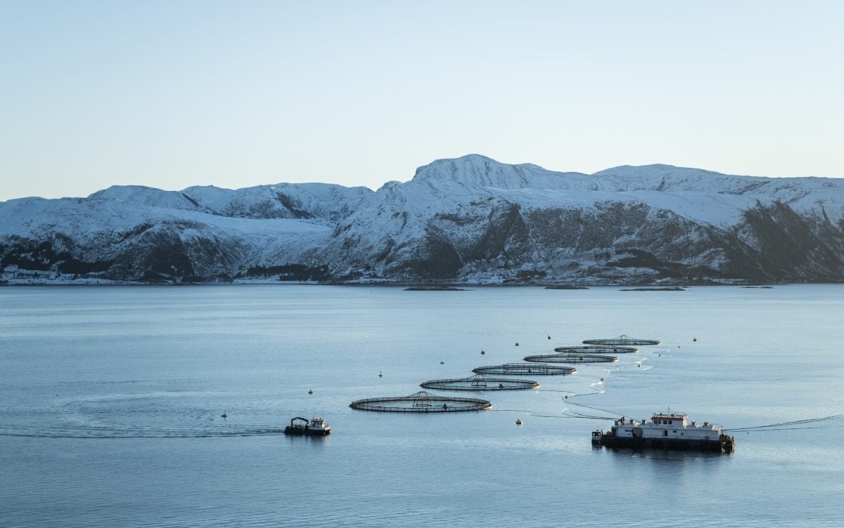 Watch: Organic salmon farm suspended by RSPCA for ‘beating' fish to death