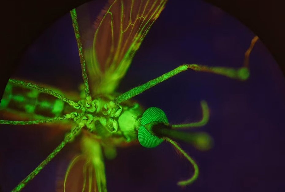 Mosquitoes beware – your next meal could be your last