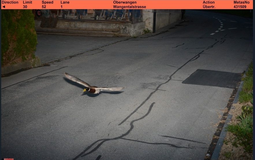 Duck caught by Swiss speed camera for the second time