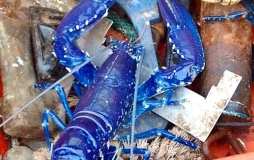 Fisherman catches rare lobster twice in two weeks