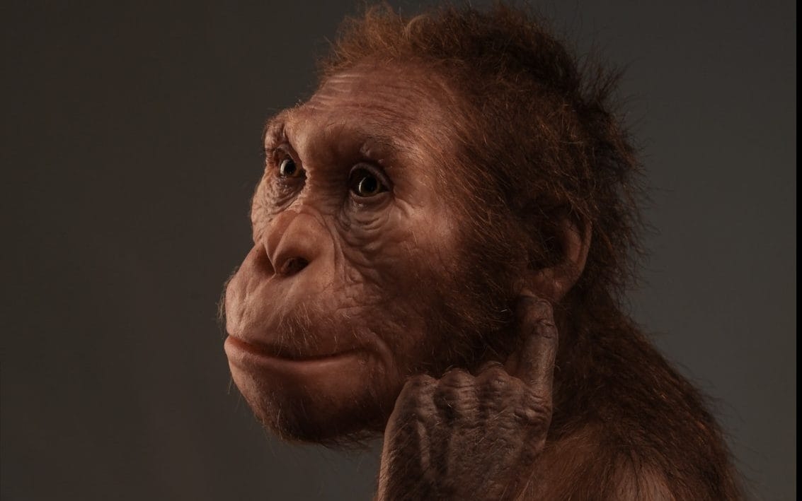 The ‘true face' of Lucy, humanity's most famous ancestor