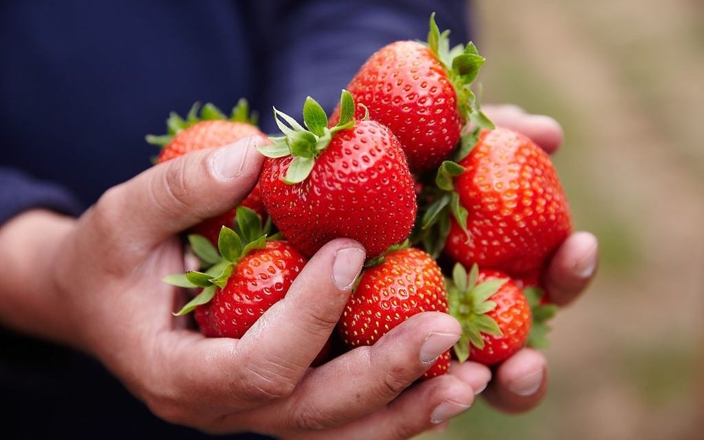 Giant strawberries ‘you cannot fit in your mouth' coming to supermarkets