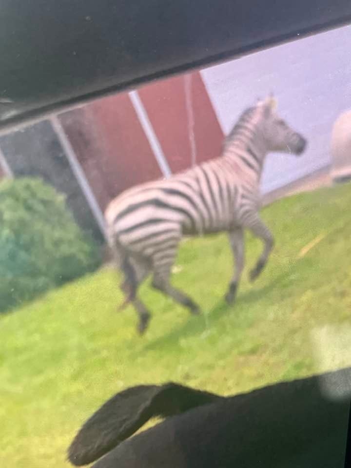 Zebras, kangaroos, giraffes: What Tennessee pet laws say residents can, can't own