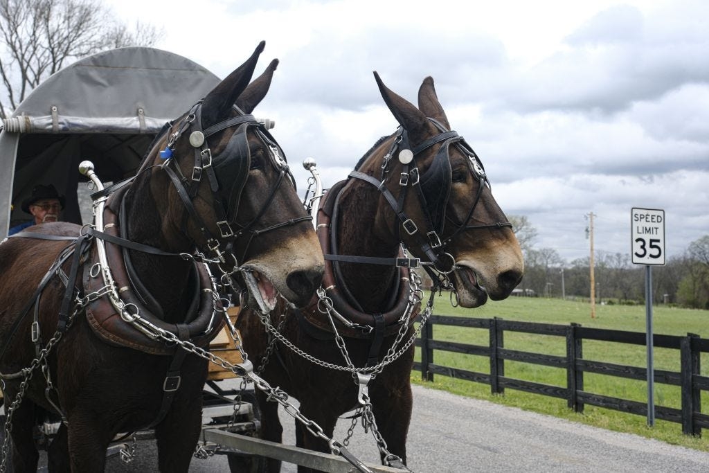 Mule Day on track, Wagon Train arrives despite stormy weather, 'Everything is good here'