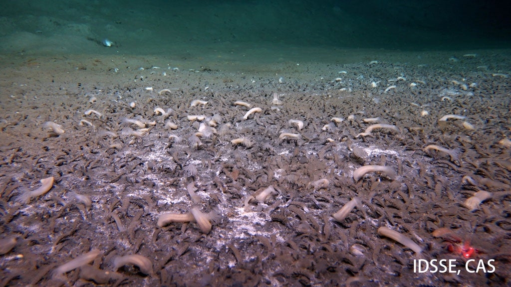 Deep-Sea Discovery: Submersible Finds Creatures Thriving At The Bottom Of The Ocean