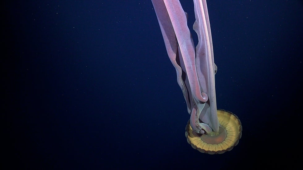 Turns Out, The Antarctic Ice Sheet Is Hiding An Abundant Ecosystem