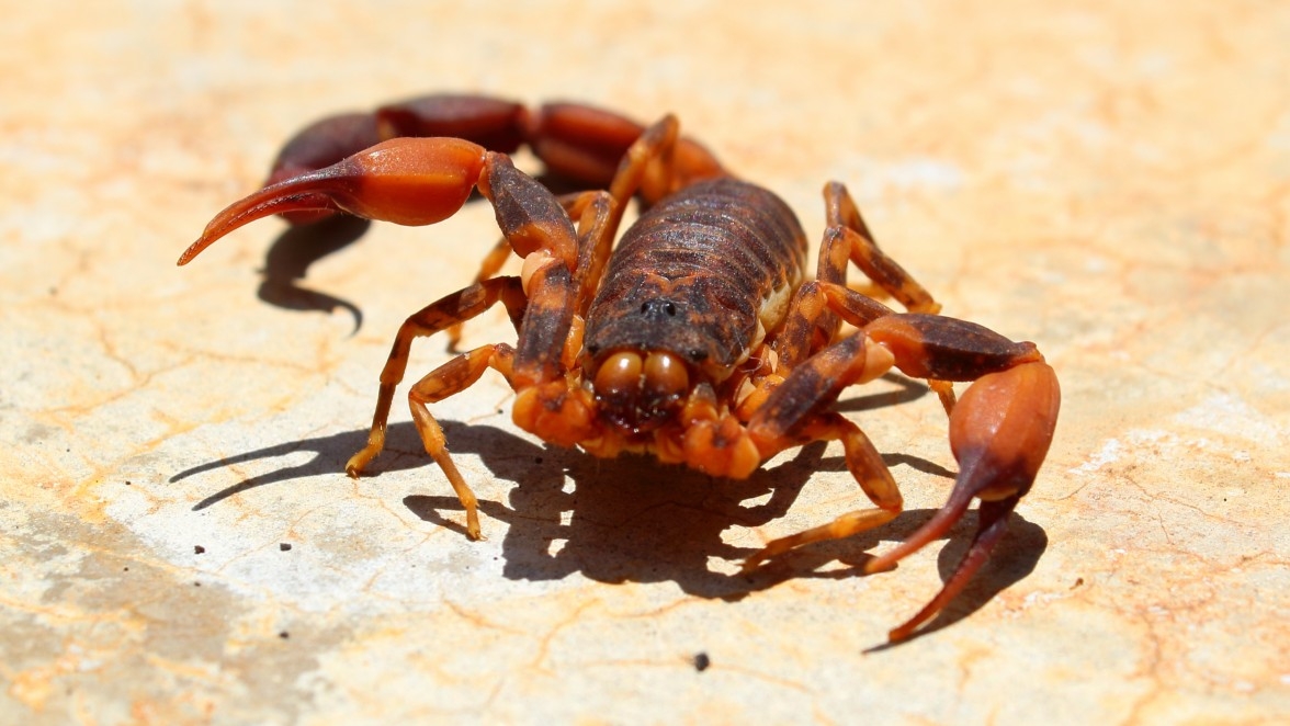 Scorpions are taking over Brazilian cities