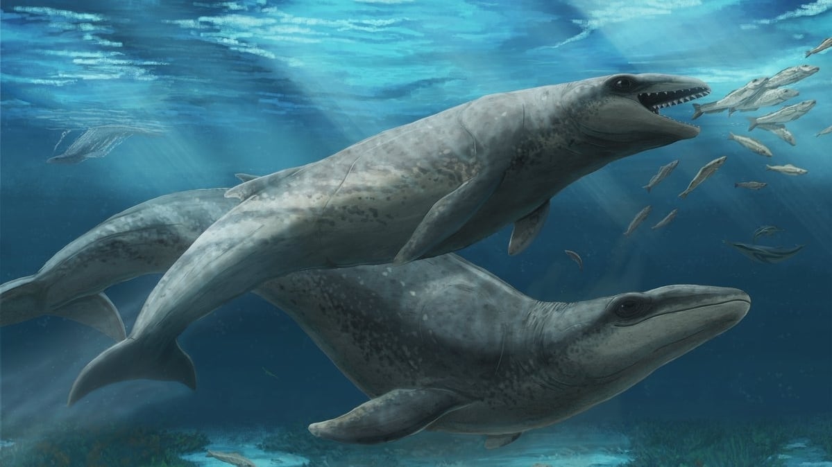 Paleontologists Discover Weird ‘Pokémon' Ancestor of Modern Whales