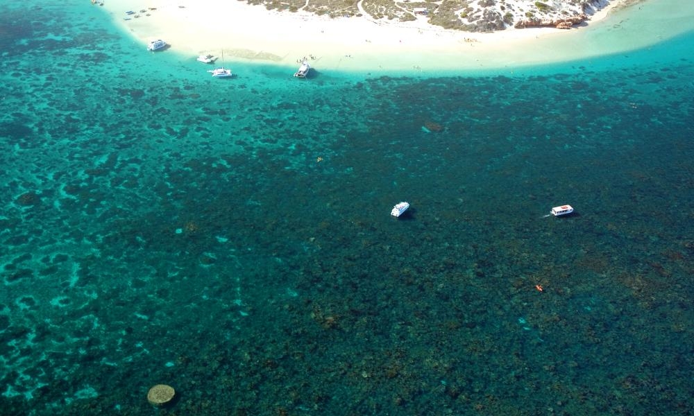 Deaths of 30,000 fish off WA coast made more likely by climate change, research finds