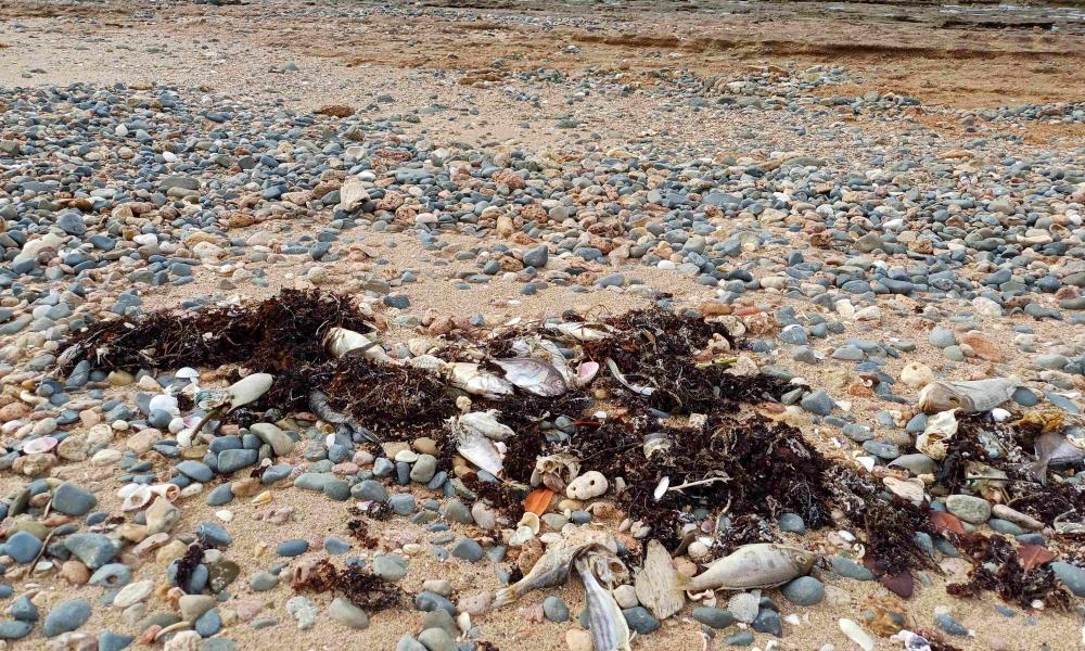 Ocean heatwave likely killed 30,000 fish off Western Australia coast, government says