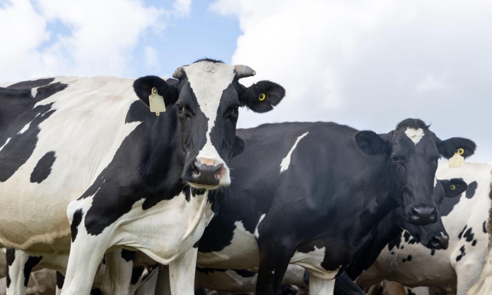 Conspiracy theory on methane-cutting cow feed a ‘wake-up call', say scientists