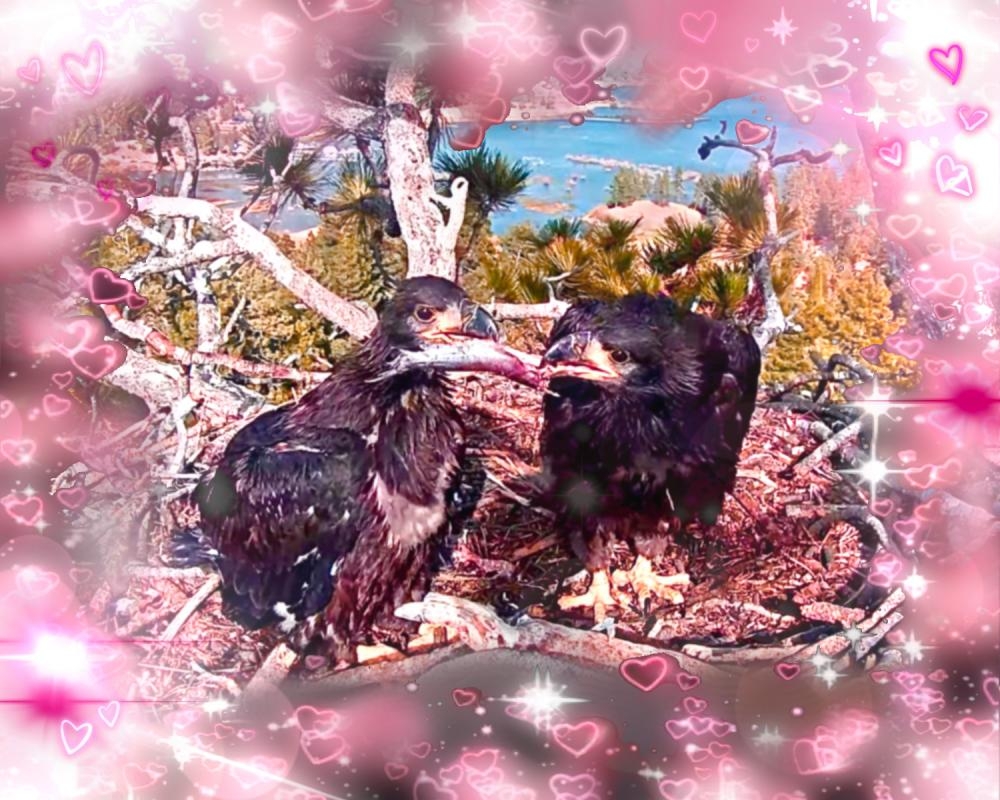 This livestream of baby bald eagles is the only thing keeping me sane