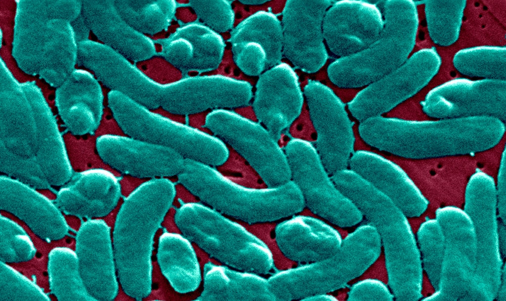 'Flesh-Eating' Bacteria Cases Rising on Gulf Coast: What to Know
