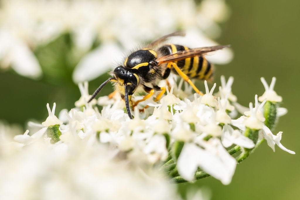 What Climate Change Means for Summertime Bugs
