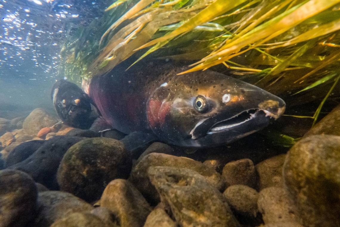 Salmon recovery calls for reducing challenges, not removing dams