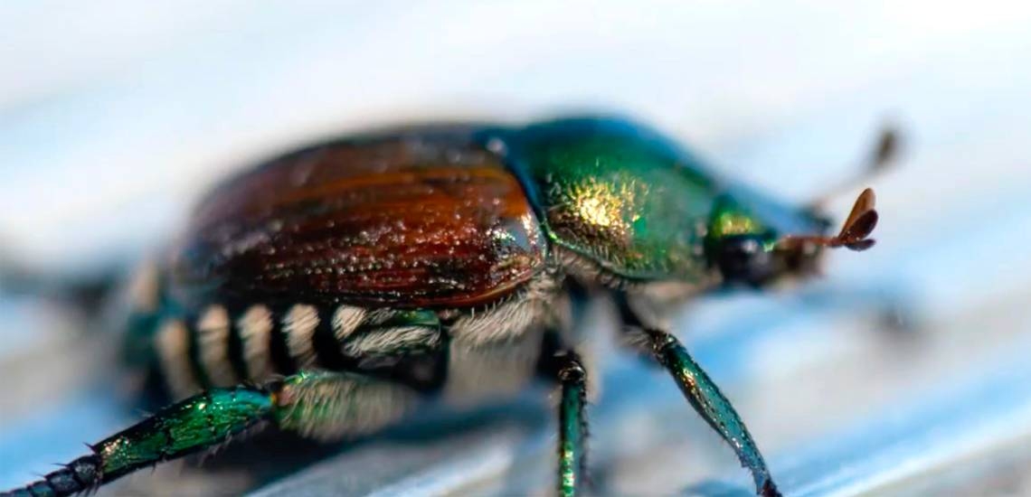 WA losing invasive beetle battle in Tri-Cities. Fight to stop them moves to Columbia River