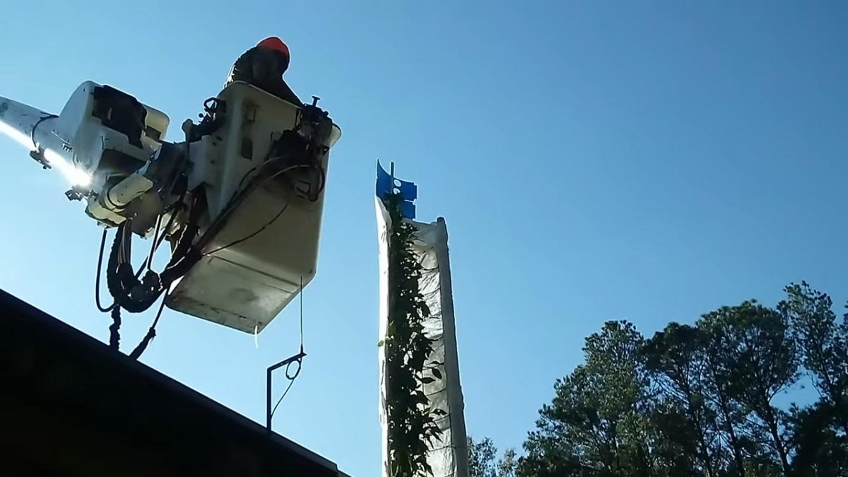 Nearly 16.5-foot cayenne pepper plant might be world's tallest