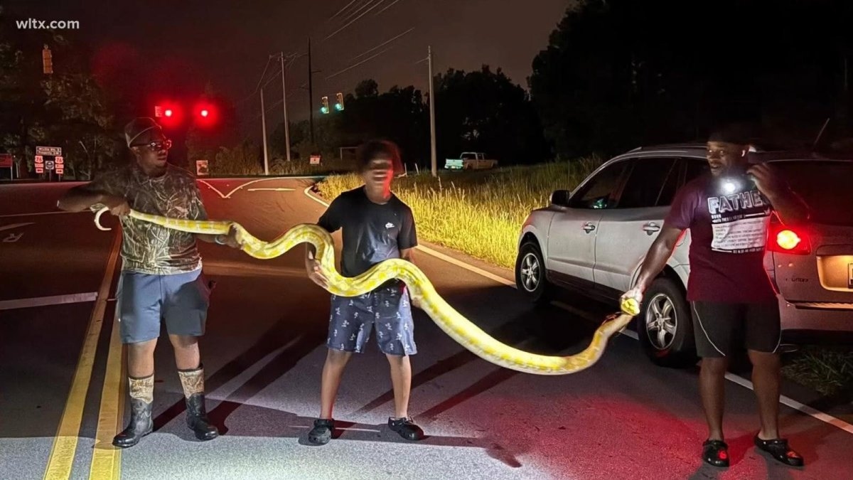 Watch: 12-foot python captured after weeks on the loose in South Carolina