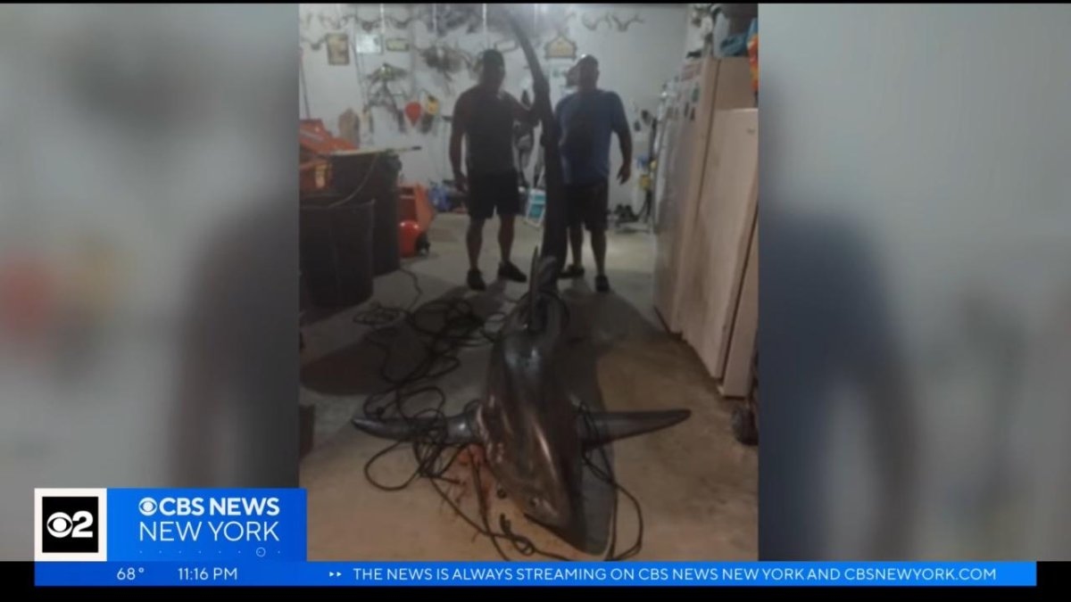 Watch: Connecticut men reel in estimated 700-pound thresher shark