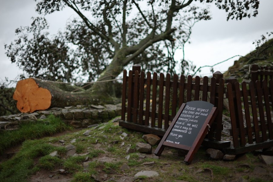 Pair guilty of cutting down Sycamore Gap tree