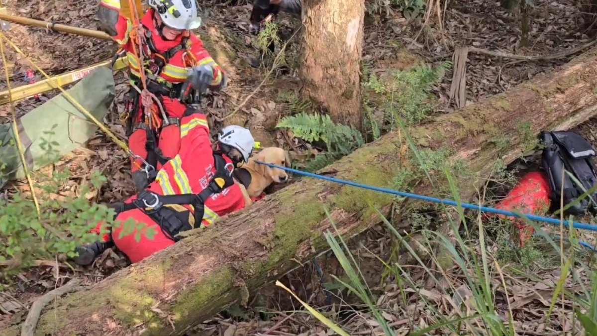 Watch: Trapped dog rescued from nearly 30-foot mine shaft