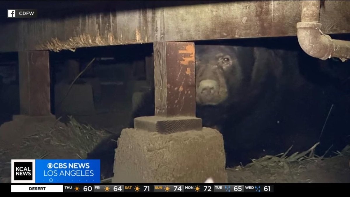 Watch: Eaton Fire evacuee finds bear in his crawlspace upon return home