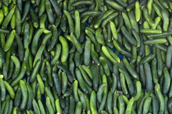 FDA says Florida cucumbers linked to salmonella outbreak in 15 states