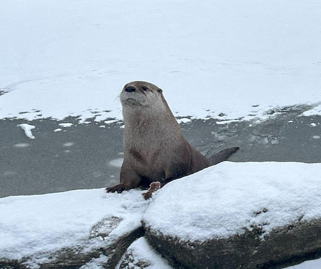 Wisconsin zoo: Escaped otter 'made the decision' to be wild