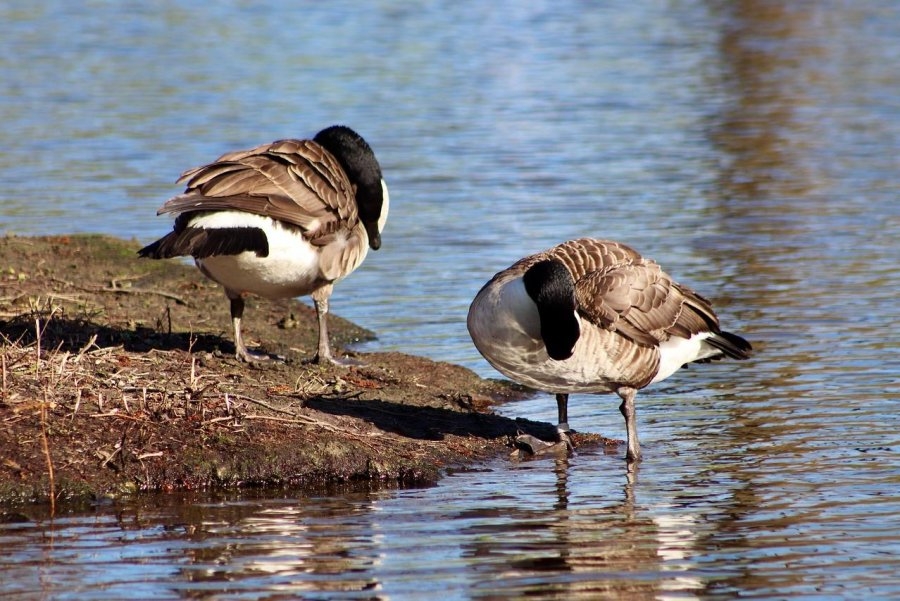 Police: Reported swimmers in distress 'turned out to be geese'