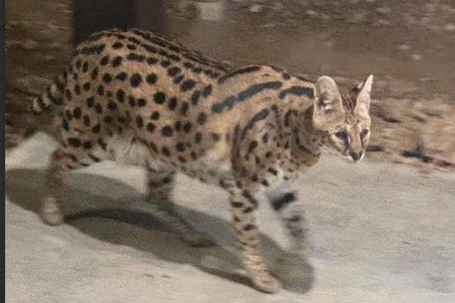 Look: Suspected serval captured wandering loose in Ohio