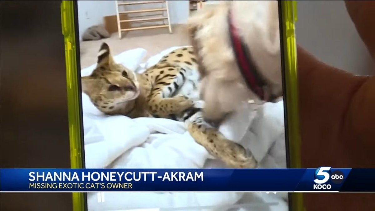 Watch: African serval captured after 2 days on the loose in Oklahoma